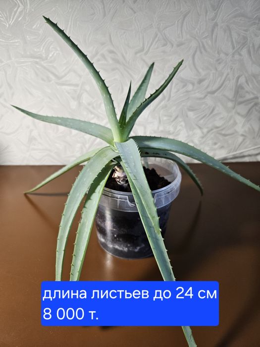 Алоэ вера лечебный