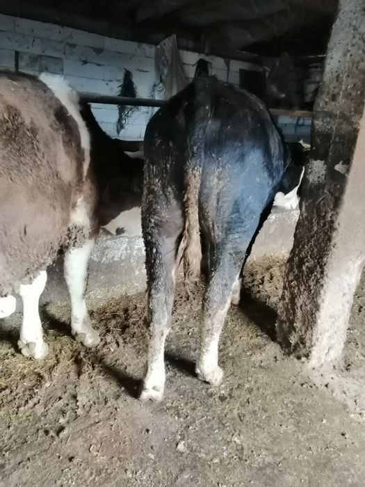 Vând doi viței rasă bălțat