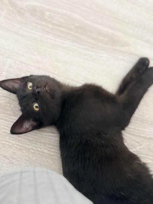 Котенок в добрые руки