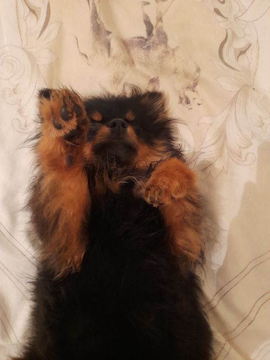 шпиц маленкие сабакие