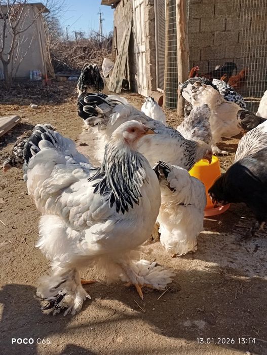 Продаются Куры Петухи