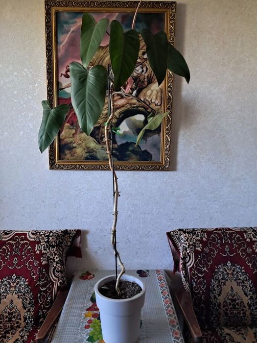 Продам комнатные  цветы. Разные