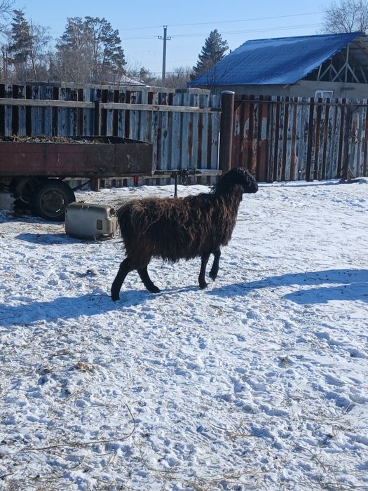 Семіз қой сатылады