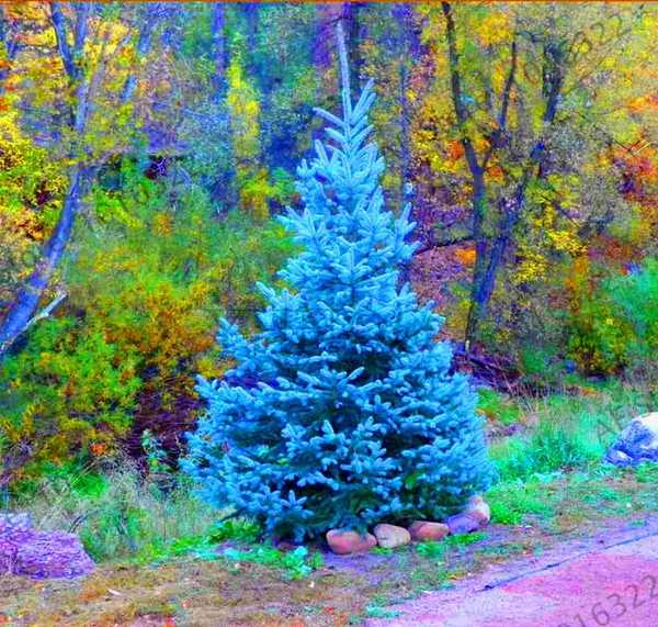 Голубая сосна фото Голубая сосна фото