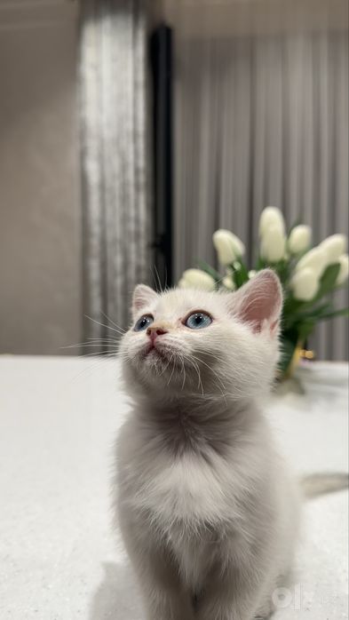 Британская серебристая шиншилла