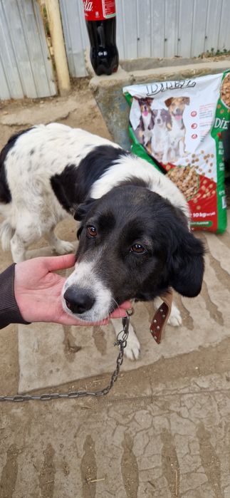 Donez/ Dau spre adopție 3 câini