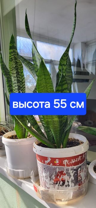 Продам комнатные цветы