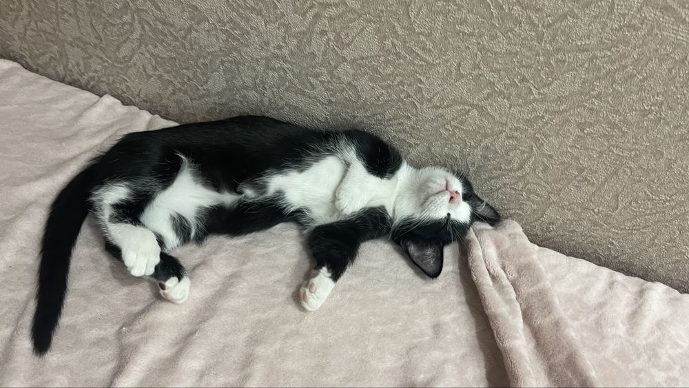 Котенок породы Манчкин
