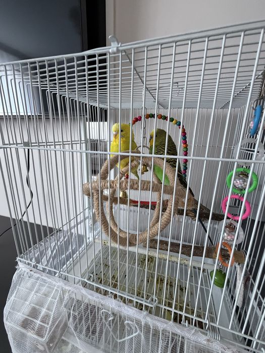 Продам попугаев с клеткой