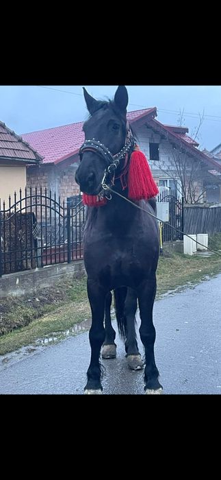 Vând sau schimb o iapă de 5 ani