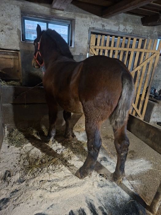 Schimb iapa montata si vand manz de 7 luni