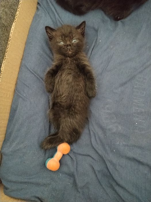 Продам котят скотишфолд