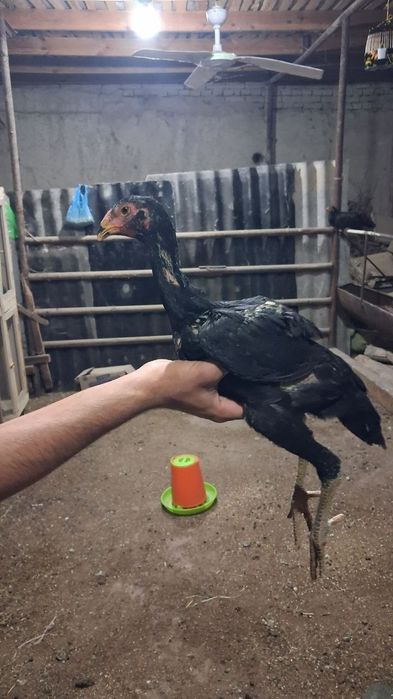 Мартиски чужалар сотувда