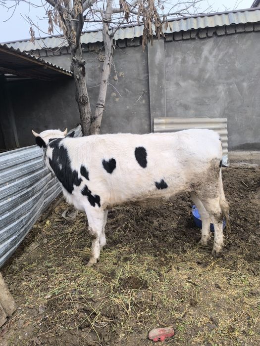 Galshteyn zotli g'unajin