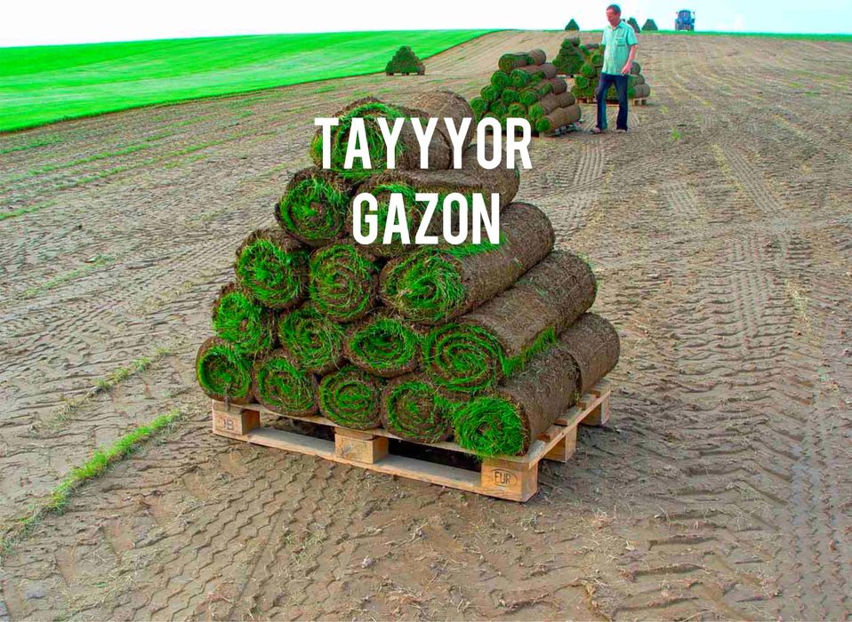 Рулонные газон в ташкенте | Таййор Газон