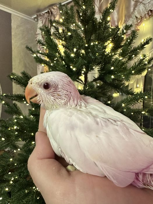 Ожереловый попугай