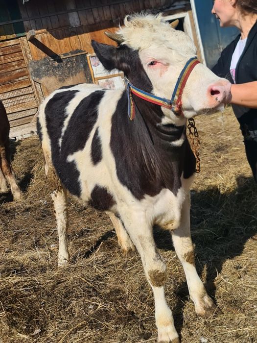 Vând vitele una de 8 luni , una de 10 luni
