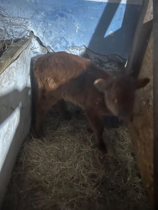 Продается корова.