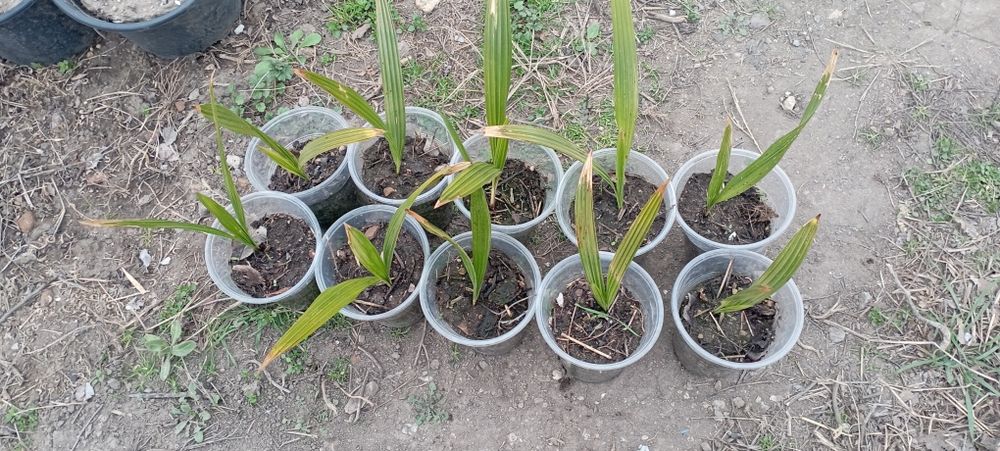 Продавам разсад от студоустойчива палма трахикарпус България на 5 лв