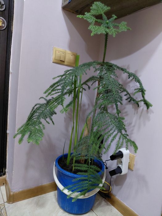 Комнатные растения