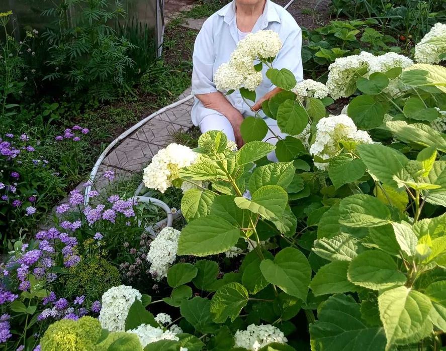 гортензия древовидная