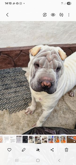 Продам Шарпея. Чистый, ухоженный, здоровый, красивый пёс.