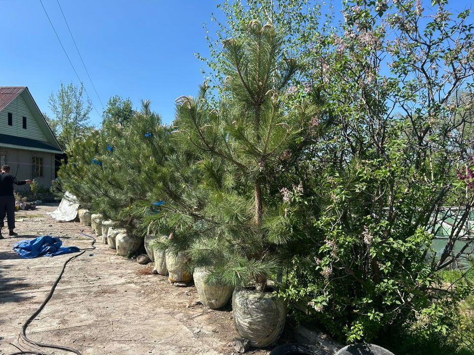 Сосна крымская 2,7-3метр