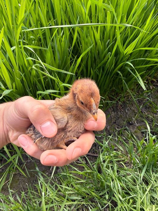 Xonaki jojalar sotiladi