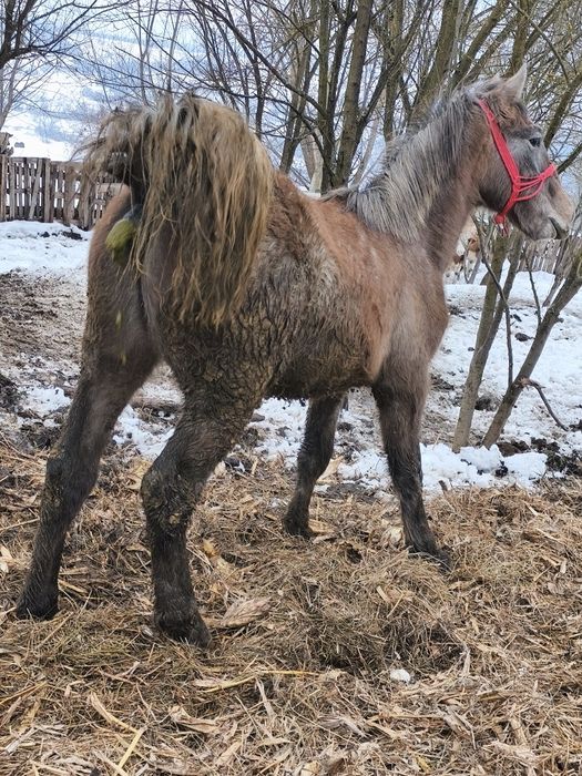 Vând Mânză și un mânz schimb cu vaci vitei