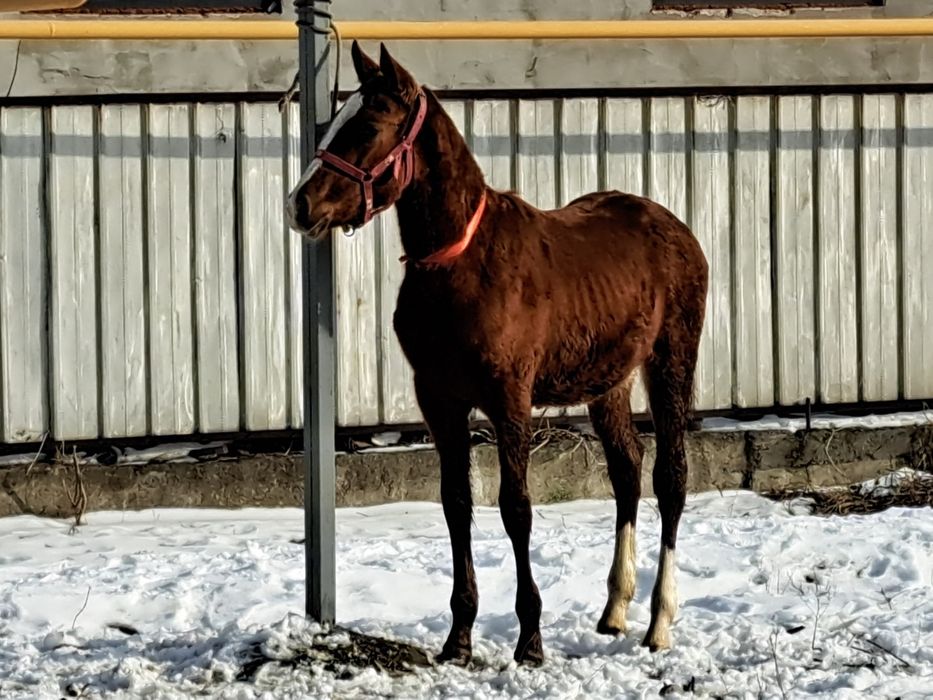 Продам Тай Жабагы Лошадь Айгыр Жеребчик