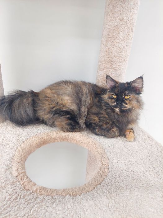 Котенок девочка Ташкент