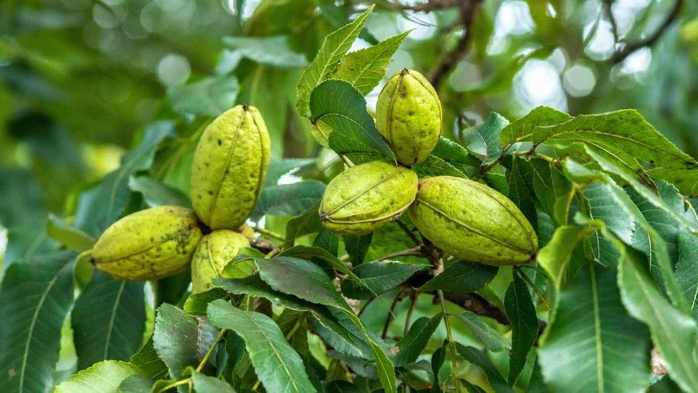 Pomi Fructiferi deosebiti  nuc pecan soiul avalon