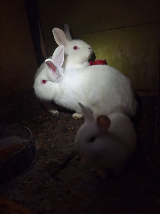 Pereche de iepurasi cap de leu