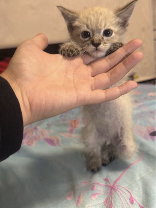 Котенок в добрые руки