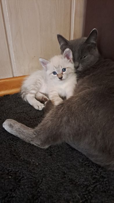 Котенок кошка 1,5 месяца