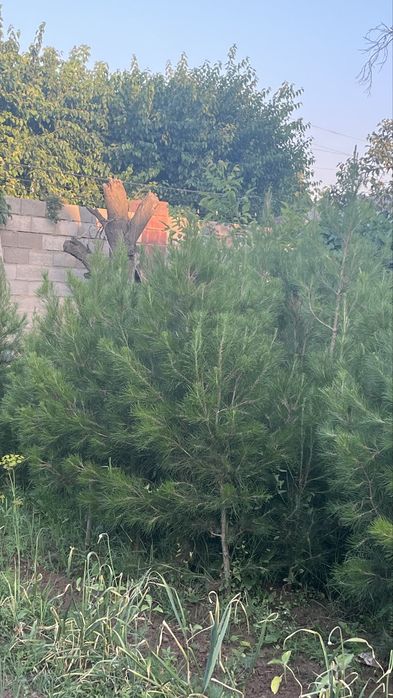 Елка, ел арзан багада