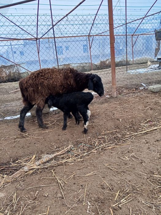 Ona bola qo'ylar sotiladi