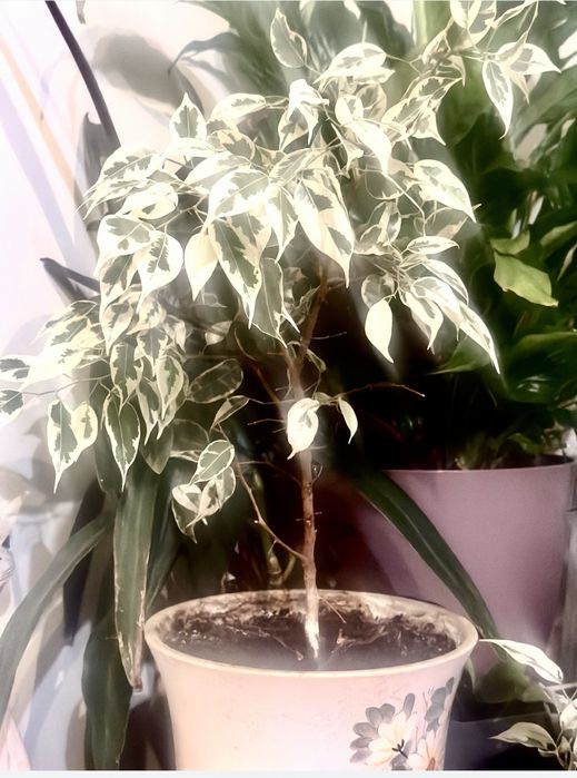 Продам комнатеые цветы  цены разные.