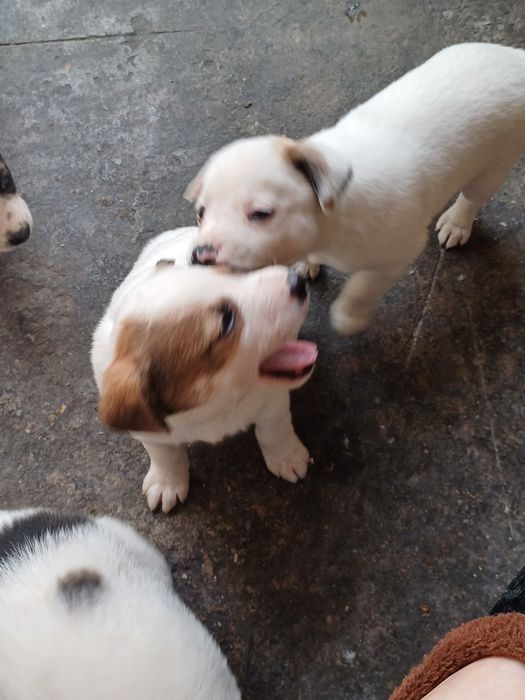 Отдам щенят в добрые руки