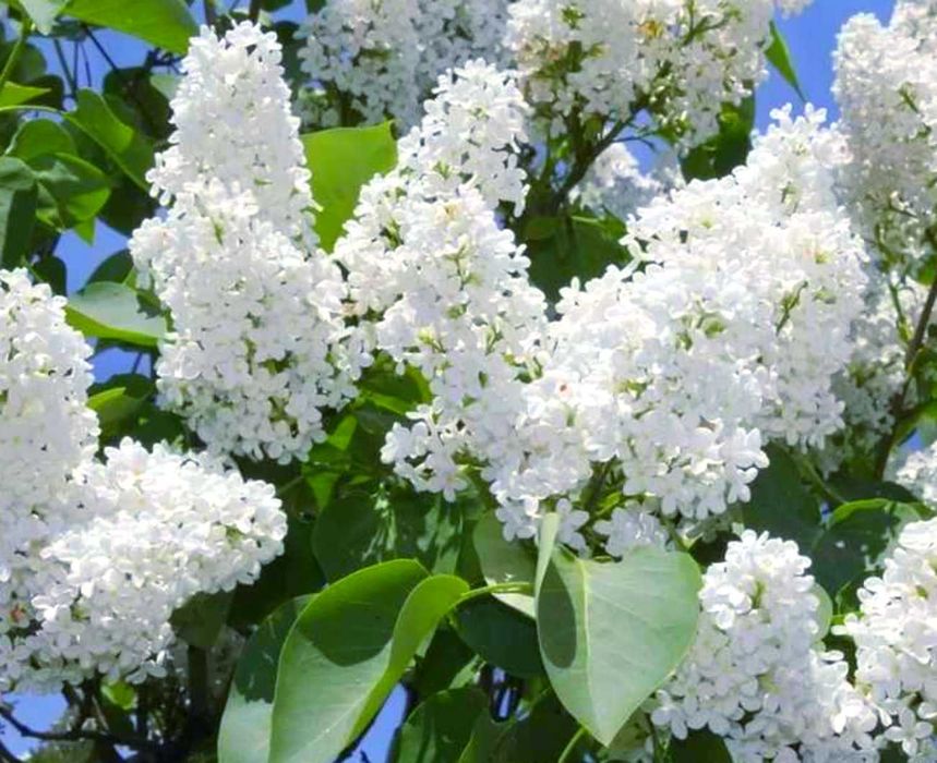 Флоксы ирисы сирень