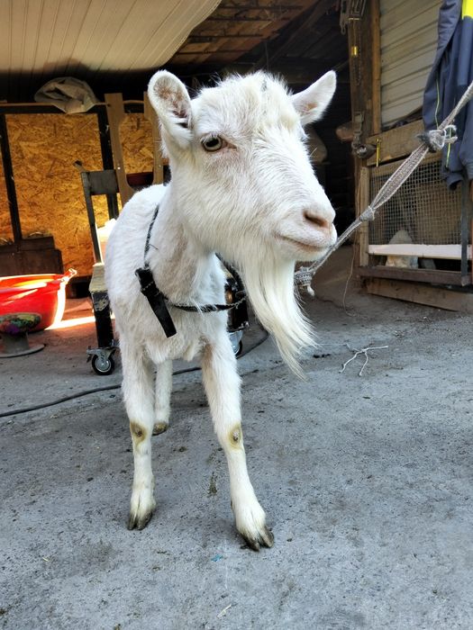 Сүтті ешкі сатылады