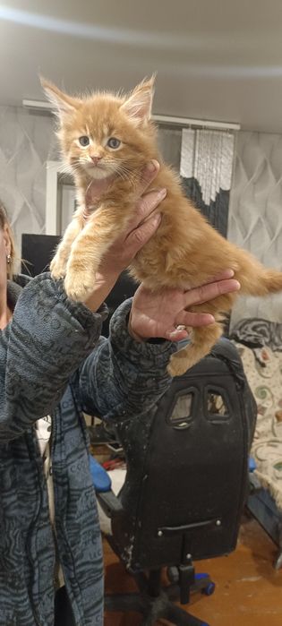 Продаются Котята Мейн куны