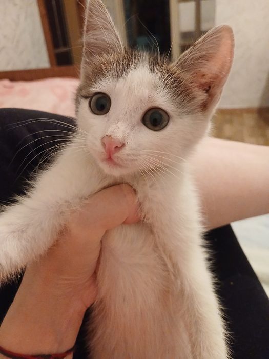 Отдам котенка добрые руки