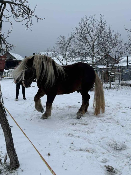 Armăsar disponibil pentru monta!!!