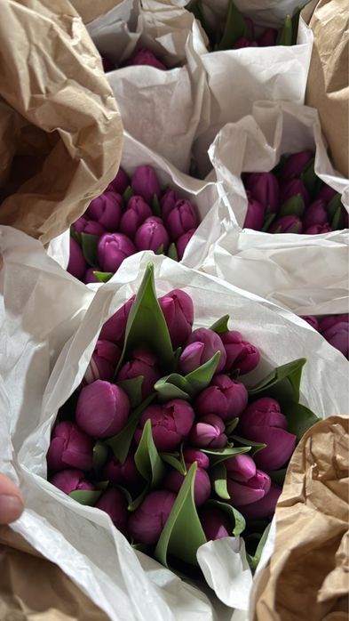 Продам опт тюльпаны балхаш