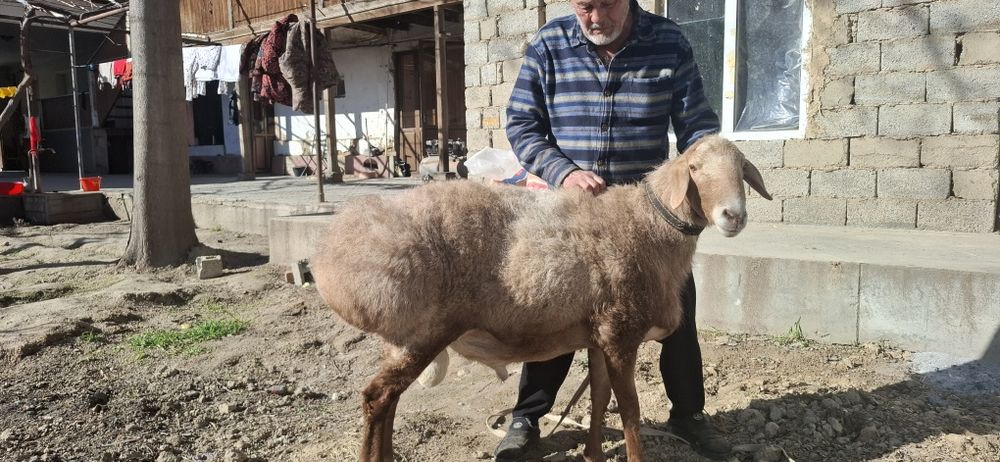 Arashan qochqor sotiladi