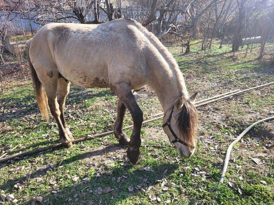 Мугалжар айғыр 6 лет