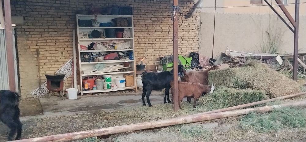Echkilar  jami 14ta