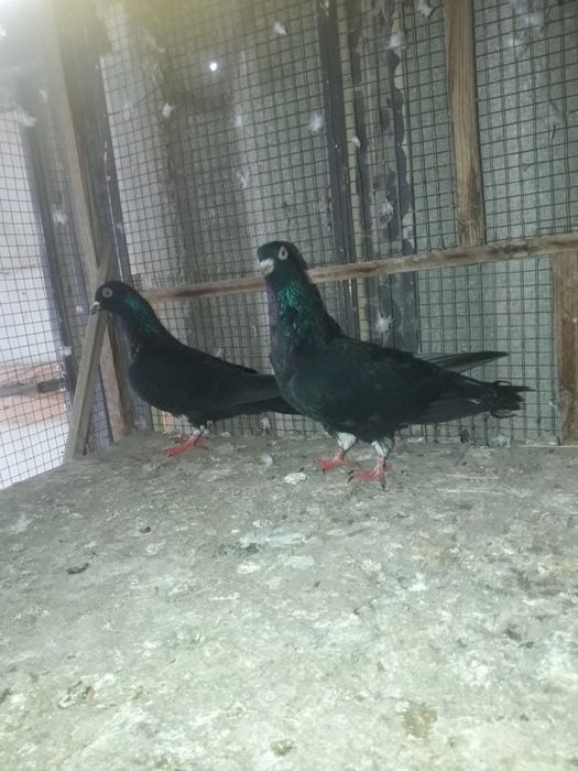 Голуби Иранские