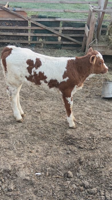 Vițică bălțată 1 luna jumate